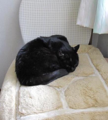 キキもお正月２