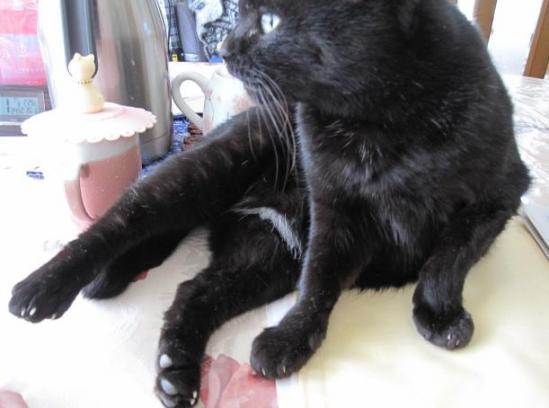 エキゾチックなキキ１