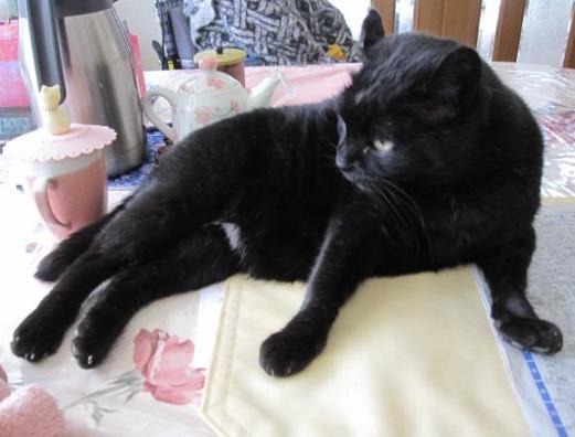 エキゾチックなキキ２