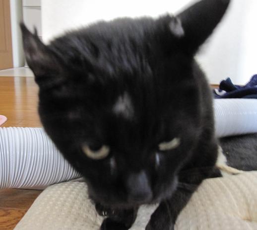 三つ目が通る２