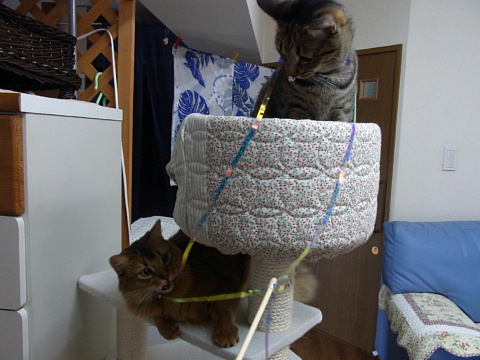 ゆきさき12011703