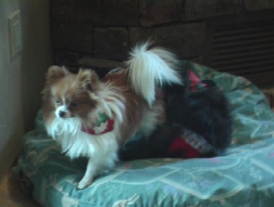 犬