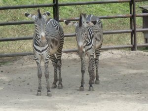 ｼﾏｳﾏのｶｯﾌﾟﾙ？