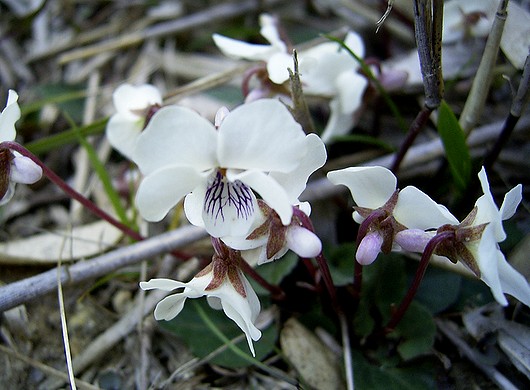 たちつぼすみれ (立ち坪菫) 白.JPG