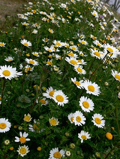 ノースポール .JPG