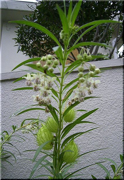 風船唐綿 （ふうせんとうわた）.jpg