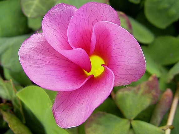 オキザリス (1-24).JPG