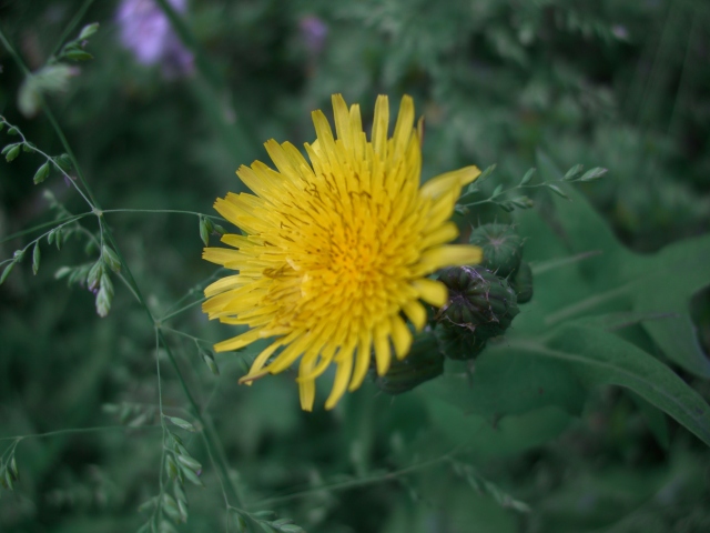 2007年5月21日0080.JPG