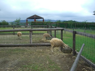 2007年8月20日0224.JPG