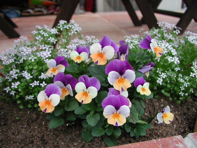 2007年4月24日0053.JPG
