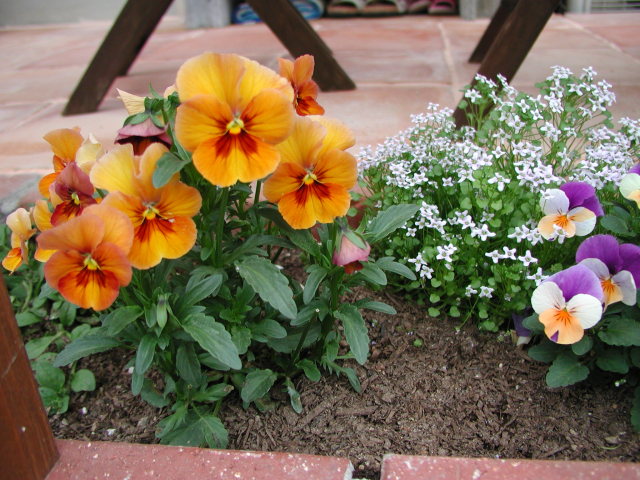 2007年4月24日0052.JPG