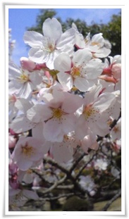 やっぱり桜はいいねぇ♪