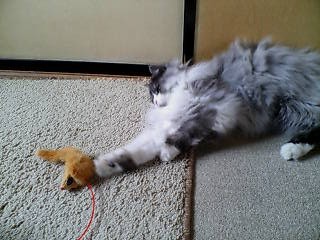 おもちゃで遊ぶナナ
