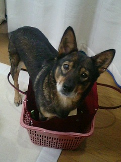 無理矢理入れられる犬