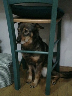 つくね１号(*`Д´)ノ