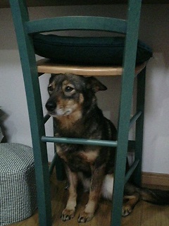 つくね１号(≧▽≦)ﾉ