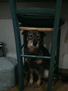 つくね１号(￣∀￣*)ﾉ