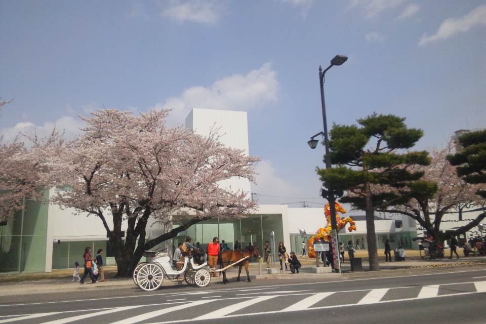 桜