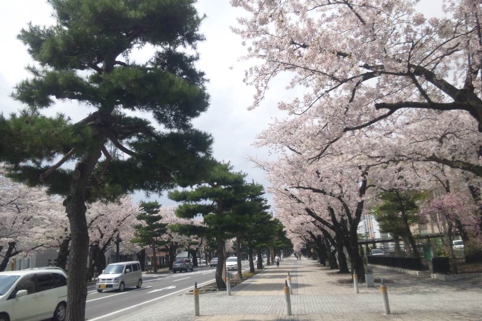 sakura