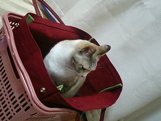 猫入りバック