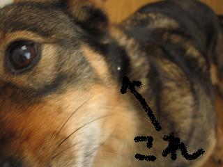 写真慣れしてない野生児（犬）なのでステキな感じに撮ることができず。。。でもそんな1号には水滴のキラキラは妙にお似合い（笑）