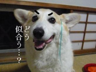 otanzyoubi 017.jpg