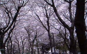 飛鳥山.JPG