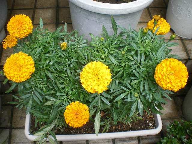 2011723花 002.jpg