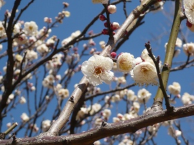 umematsuri3