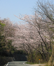 080406お花見