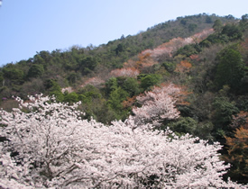 080406お花見