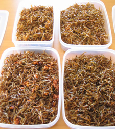 080308いかなごくぎ煮４種