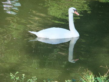 白鳥の湖（？）