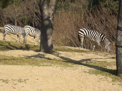 動物園