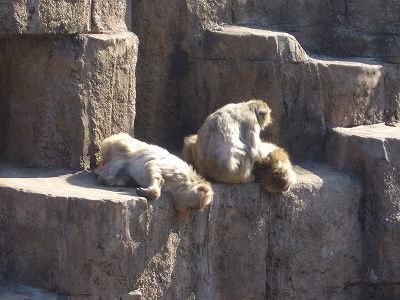 動物園