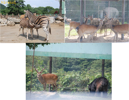 群馬サファリパーク動物