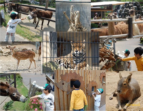 群馬サファリパーク　ふれあい動物コーナー