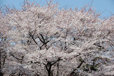 新潟の桜