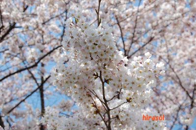 鳥屋野潟公園2010春