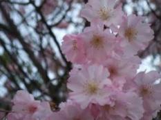 桜