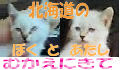 北海道の猫さん.jpg