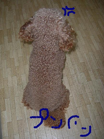 2006年8月27日inu.JPG
