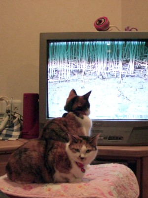 ラブ＆ミィ2006-01-24-2