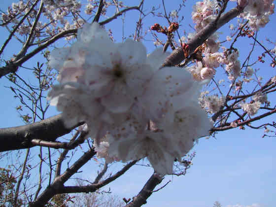 桜　アップ