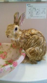 「まぁまに、水かけられた～」