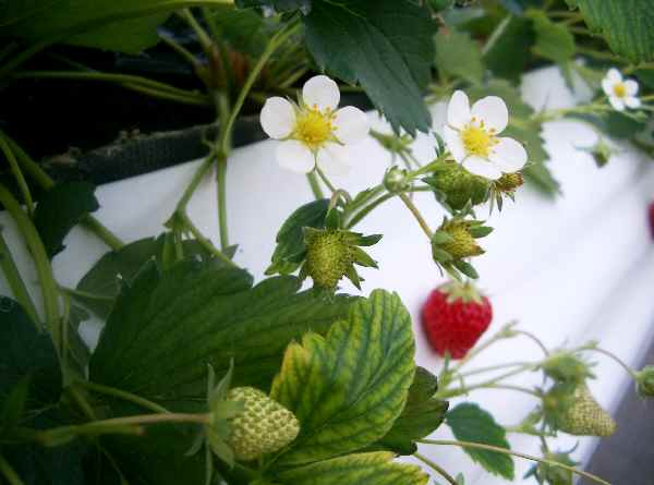 イチゴとイチゴの花