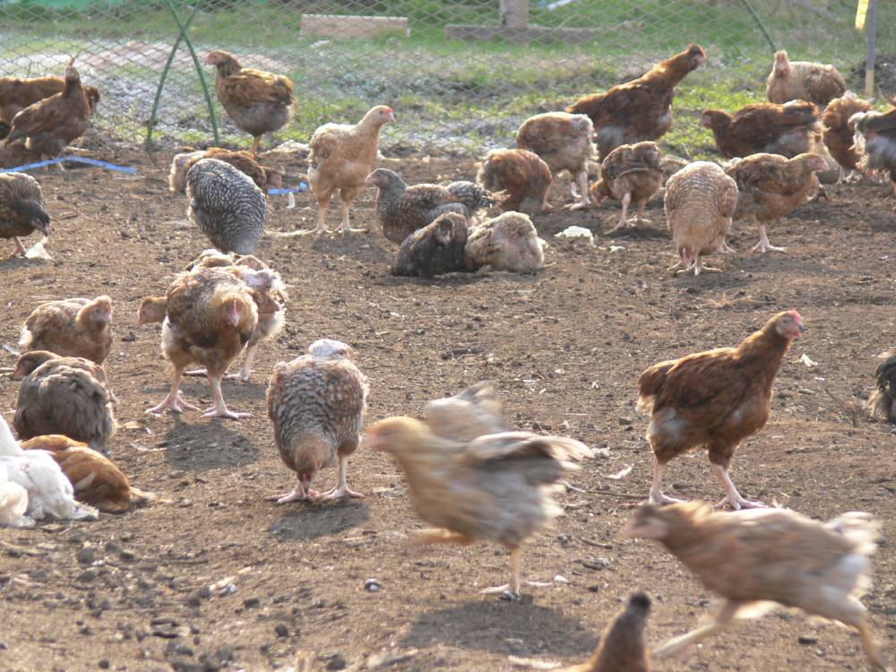 みやざき地頭鶏の雛たち