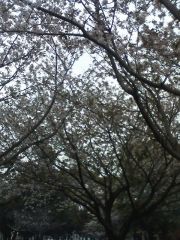 2008文化公園の桜.jpg