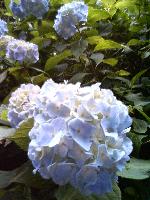 20060621011059.jpg