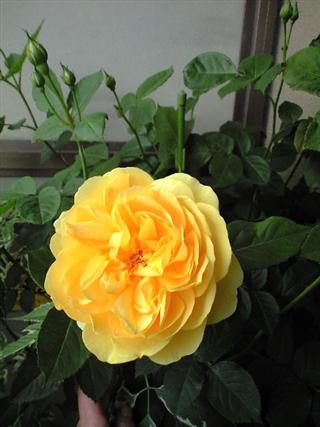 20110526103800.jpg